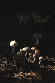 Casinohuone Suomi: Suomalainen Nettikasinokokemus Ja Bonukset