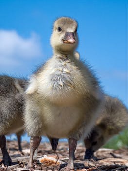 Kasinopelit Wikipedia: Tieto Suomalaisesta Kasinotoiminnasta Ja Peleistä