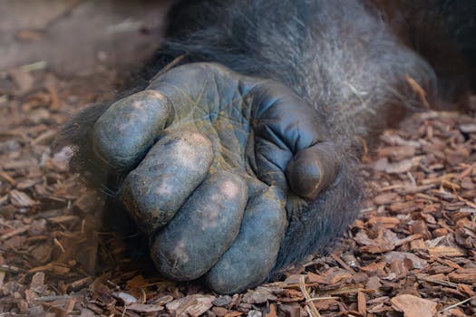 Kultasormus Leijonakasino: Tilitieto Ja Pelaamisen Mahdollisuudet