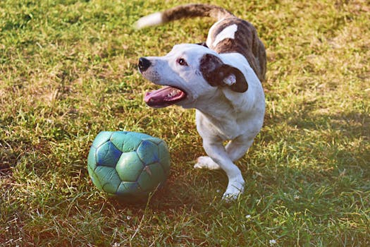 Suomicasino Com - Online Trusted Slot Ja Kasinopelejä Suomessa